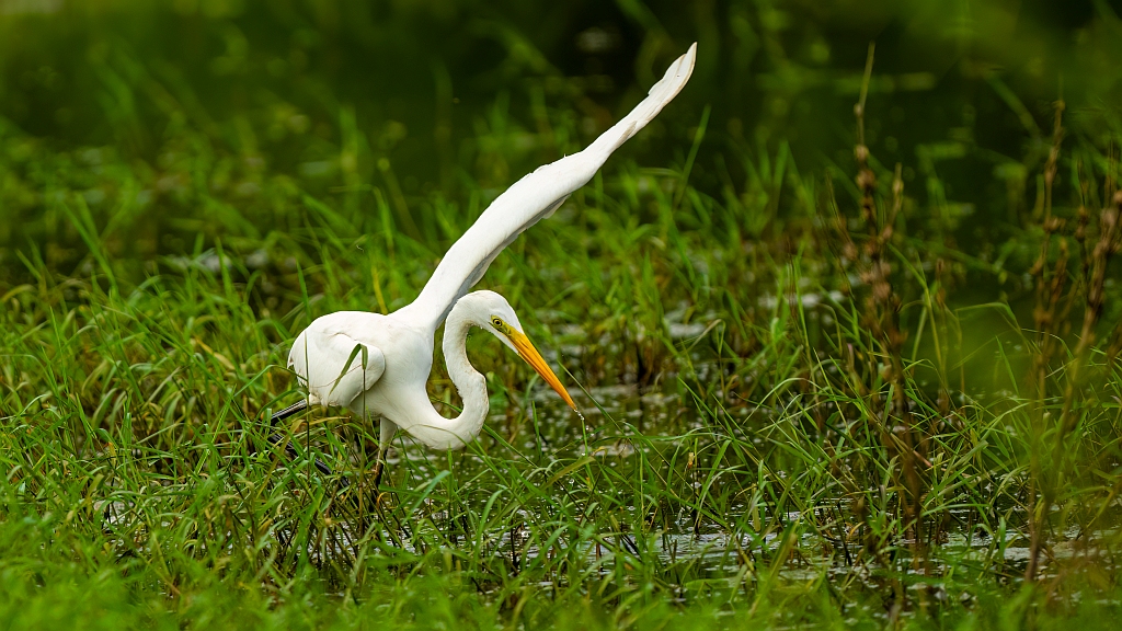 Great Egret